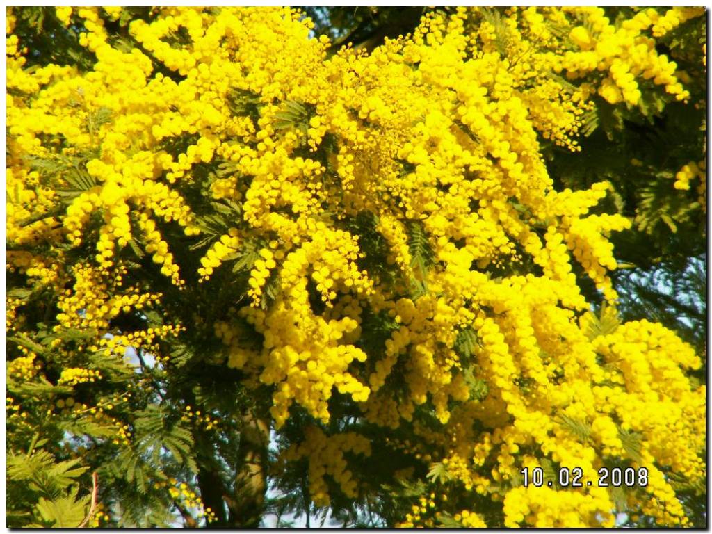 015_fete_mimosa.JPG