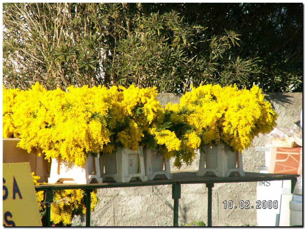 020_fete_mimosa.JPG