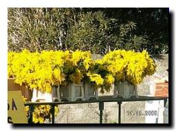 020_fete_mimosa.JPG